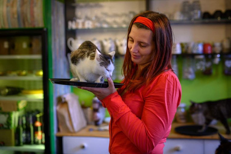 pojištění odpovědnosti, životní pojištění, umisťovací kočičí kavárna, kateřina váchová