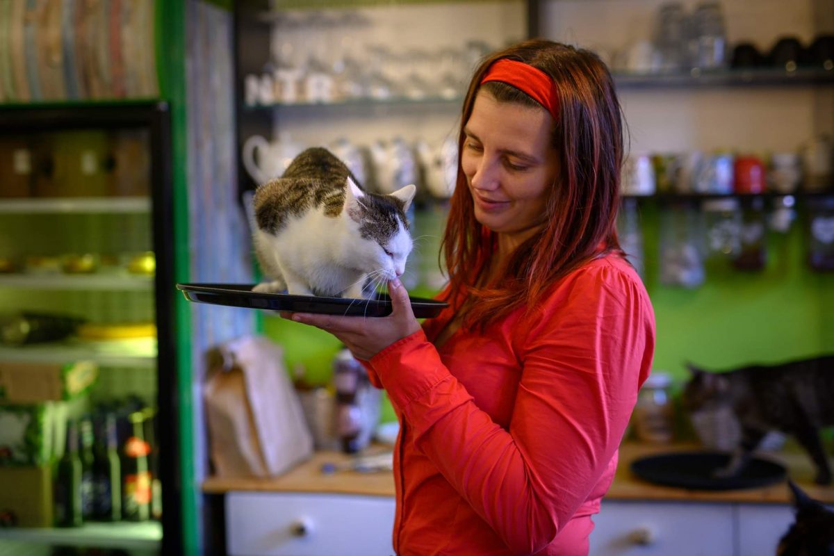 pojištění odpovědnosti, životní pojištění, umisťovací kočičí kavárna, kateřina váchová